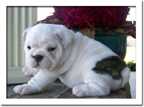 
Precio Bulldog...........<strong>   $35,000.00  A   $60,000.00    (dependiendo la calidad)</strong> <br><br>


100% pura raza, registrados todos los papeles en regla se envian a cualquier parte de la Republica.<br><br> 

<li>Contrato de compraventa<br><br></li>


<li>Seguro de vida gratuito por escrito de 5 años que cubre muerte en caso de cuestiones virales</li>
<br><br>

<li>Garantía de Pureza Racial<br><br></li>

<li>Certificado de registro inicial que extiende la Federación Canófila Mexicana donde los cachorros se entregan con tatuaje y microchip</li>

