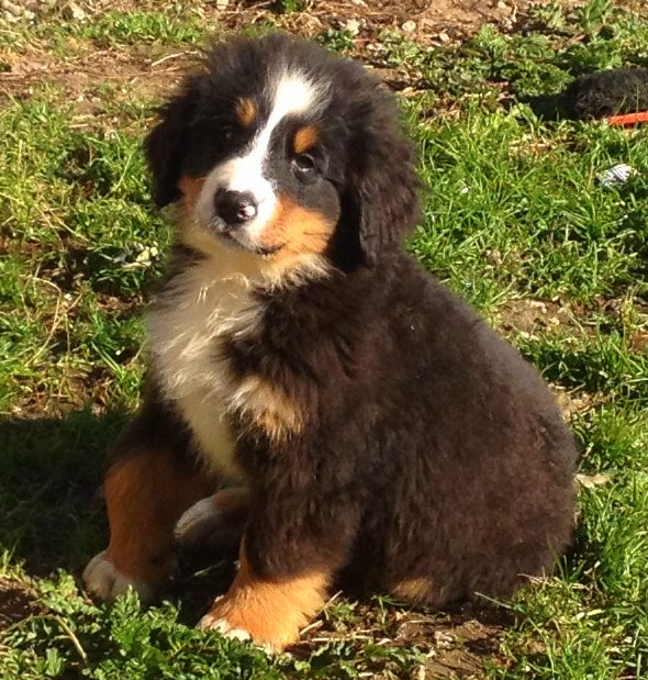 Cachorros de Boyero de Berna
<br>
<br>Cachorros para exposicion o para compania, excelentes pedeigree, padres concursando en exposiciones, algunos ya campeones.
<br>Visiten nuestra web: www.costadovento.com