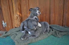 Blueline Pitbull welpen10 semanas de licencia vieja!
<br>
<br>Hola a todos juntos. Tengo hermosos cachorros blue line
<br>
<br>salir!, los cachorros están desparasitados 2 veces 10 semanas de edad y la necesidad
<br>
<br>vacunarse ahora! Hubo 6 cachorros en la camada perra y grosero! la
<br>
<br>pequeños son bien socializados y han crecido con los niños. inmediatamente dejar!