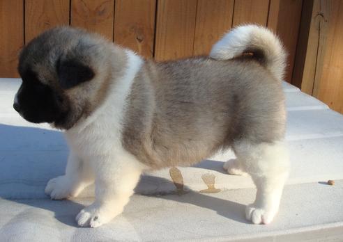 Los cachorros akita Ternura para Adopción