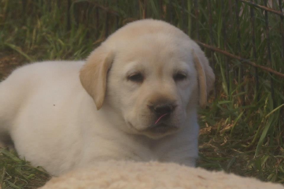 
Precio Labrador Retriever...........<strong>$16,500.00  A   $20,000.00    (dependiendo del color)</strong> <br><br>


100% pura raza, registrados todos los papeles en regla se envian a cualquier parte de la Republica.<br><br> 

<li>Contrato de compraventa<br><br></li>


<li>Seguro de vida gratuito por escrito de 5 años que cubre muerte en caso de cuestiones virales</li>
<br><br>

<li>Garantía de Pureza Racial<br><br></li>

<li>Certificado de registro inicial que extiende la Federación Canófila Mexicana donde los cachorros se entregan con tatuaje y microchip</li>

