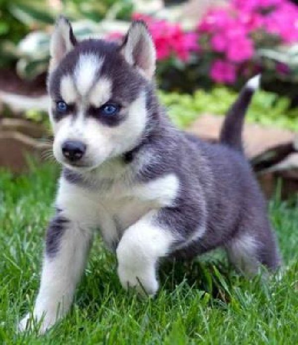 CACHORROS HUSKY SIBERIANOS