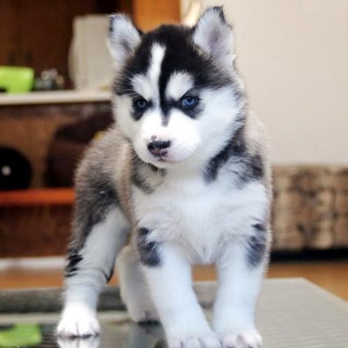 CACHORROS HUSKY SIBERIANOS