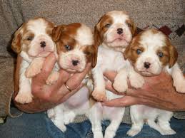 LINDO CAVALIER KING CHARLES SPANIEL CACHORROS 