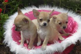  LINDO CHIHUAHUA CACHORROS 