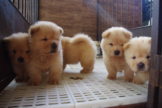 LINDO CHOW CHOW CACHORROS