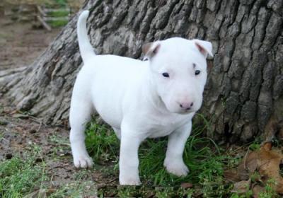 Esta chica es un cachorro bull terrier.ella es muy bonita y encantadora. ella es fuerte,sanos y juguetones. ella ama a los niños como ella el amor los juegos de azar en todo el recinto con ellos.todo lo que necesita ahora es un nuevo hogar para ella para iniciar este nuevo año.
<br>cntact conmigo para más información,.(joyceanne211. )