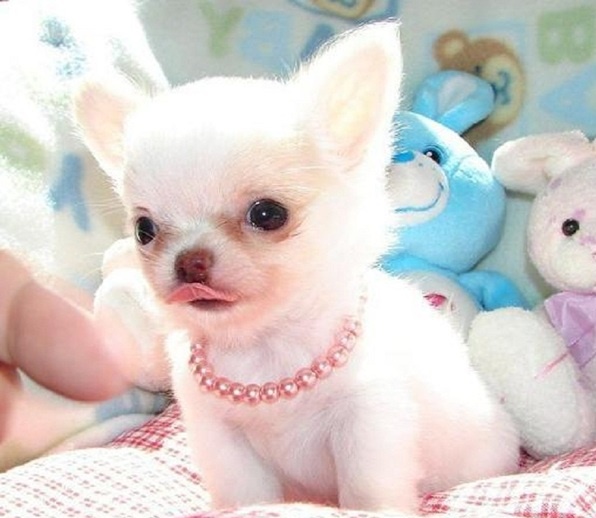   preciose mini toy chihuahua cachorros 1