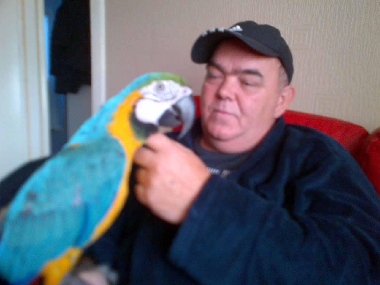 
<br>parrots.We están dando un
<br>par especial de azul y oro
<br>Guacamayos para la venta a cualquier amante
<br>y el hogar de cuidado. Son
<br>casa levantada y todo registrado.
<br>Los hemos levantado de su
<br>huevos a la madurez. Estos dulces
<br>guacamayos tienen un gran
<br>vocabulario y les encanta
<br>cantar. . Estas aves serán
<br>salir con una jaula y un pájaro
<br>Manual hemos preparado para
<br>ayudar a sus futuros padres
<br>tenga mucho cuidado de them.They son
<br>muy amable y hará
<br>perfecta pets.Contact nosotros para
<br>más información y fotos.
<br>