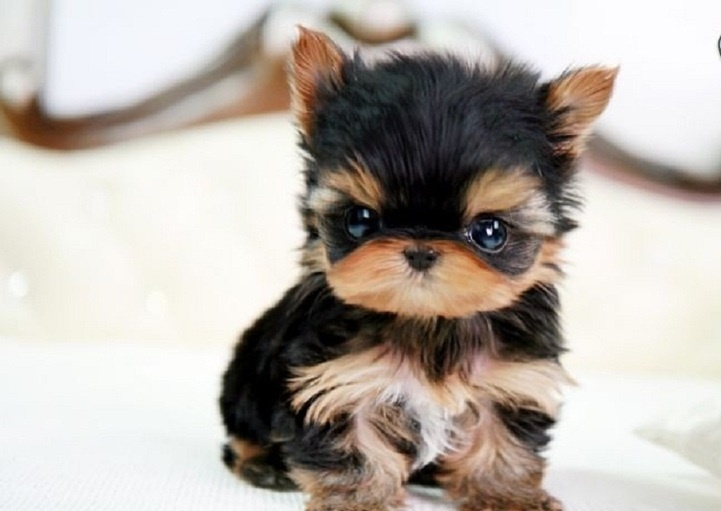 
Precio Yorkshire Terrier...........<strong>$18,000.00   A   $25,000.00  (dependiendo del tamaño, sexo, color y calidad)</strong> <br><br>


100% pura raza, registrados todos los papeles en regla se envian a cualquier parte de la Republica.<br><br> 

<li>Contrato de compraventa<br><br></li>


<li>Seguro de vida gratuito por escrito de 5 años que cubre muerte en caso de cuestiones virales</li>
<br><br>

<li>Garantía de Pureza Racial<br><br></li>

<li>Certificado de registro inicial que extiende la Federación Canófila Mexicana donde los cachorros se entregan con tatuaje y microchip</li>

