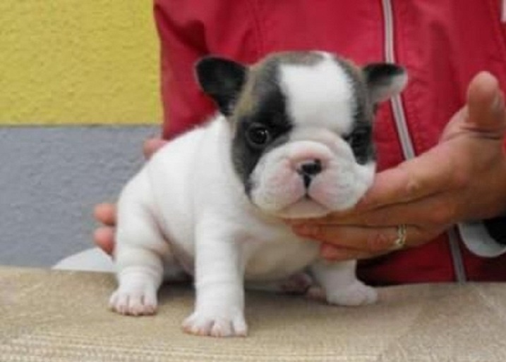 
Precio Bulldog francés...........<strong>   $32,000.00  A   $43,000.00    (dependiendo la calidad)</strong> <br><br>


100% pura raza, registrados todos los papeles en regla se envian a cualquier parte de la Republica.<br><br> 

<li>Contrato de compraventa<br><br></li>


<li>Seguro de vida gratuito por escrito de 5 años que cubre muerte en caso de cuestiones virales</li>
<br><br>

<li>Garantía de Pureza Racial<br><br></li>

<li>Certificado de registro inicial que extiende la Federación Canófila Mexicana donde los cachorros se entregan con tatuaje y microchip</li>

