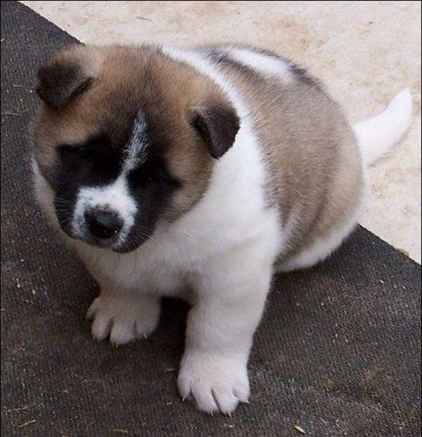 2 Hermosos Cachorros Akita perra para su aprobación