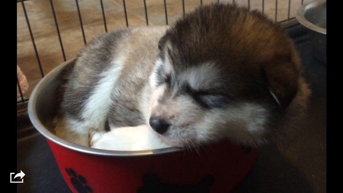 Cachorros Pedigree Alaskan Malamute