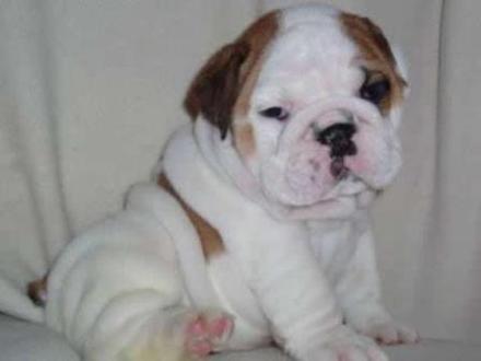 
Precio Siberian husky...........<strong>            $18,500.00  A  $22,000.00  (dependiendo del color)</strong> <br><br>


100% pura raza, registrados todos los papeles en regla se envian a cualquier parte de la Republica.<br><br> 

<li>Contrato de compraventa<br><br></li>


<li>Seguro de vida gratuito por escrito de 5 años que cubre muerte en caso de cuestiones virales</li>
<br><br>

<li>Garantía de Pureza Racial<br><br></li>

<li>Certificado de registro inicial que extiende la Federación Canófila Mexicana donde los cachorros se entregan con tatuaje y microchip</li>


