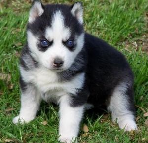 Los cachorros Siberian Husky 