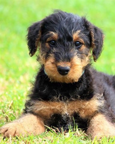 
Precio Airedale Terrier...........<strong>$22,500.00</strong> <br><br>

100% pura raza, registrados todos los papeles en regla se envian a cualquier parte de la Republica.<br><br> 

<li>Contrato de compraventa<br><br></li>


<li>Seguro de vida gratuito por escrito de 5 años que cubre muerte en caso de cuestiones virales</li>
<br><br>

<li>Garantía de Pureza Racial<br><br></li>


<li>Certificado de registro inicial que extiende la Federación Canófila Mexicana donde los cachorros se entregan con tatuaje y microchip<br><br></li>

