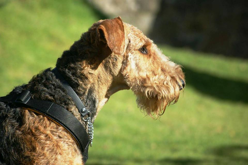 
Precio Airedale Terrier...........<strong>$22,500.00</strong> <br><br>

100% pura raza, registrados todos los papeles en regla se envian a cualquier parte de la Republica.<br><br> 

<li>Contrato de compraventa<br><br></li>


<li>Seguro de vida gratuito por escrito de 5 años que cubre muerte en caso de cuestiones virales</li>
<br><br>

<li>Garantía de Pureza Racial<br><br></li>


<li>Certificado de registro inicial que extiende la Federación Canófila Mexicana donde los cachorros se entregan con tatuaje y microchip<br><br></li>

