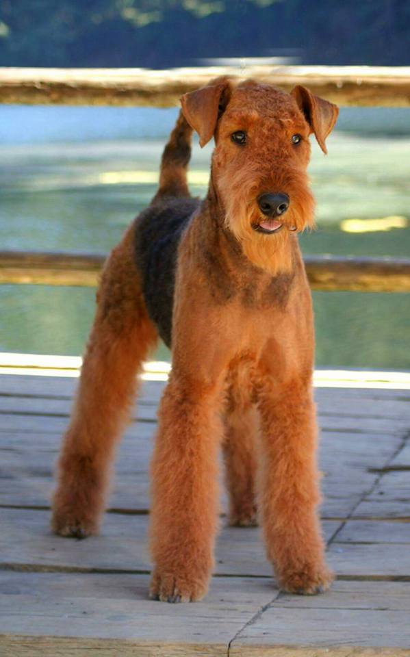 
Precio Airedale Terrier...........<strong>$22,500.00</strong> <br><br>

100% pura raza, registrados todos los papeles en regla se envian a cualquier parte de la Republica.<br><br> 

<li>Contrato de compraventa<br><br></li>


<li>Seguro de vida gratuito por escrito de 5 años que cubre muerte en caso de cuestiones virales</li>
<br><br>

<li>Garantía de Pureza Racial<br><br></li>


<li>Certificado de registro inicial que extiende la Federación Canófila Mexicana donde los cachorros se entregan con tatuaje y microchip<br><br></li>

