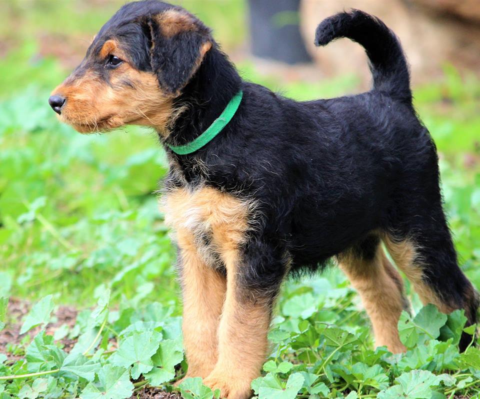 
Precio Airedale Terrier...........<strong>$22,500.00</strong> <br><br>

100% pura raza, registrados todos los papeles en regla se envian a cualquier parte de la Republica.<br><br> 

<li>Contrato de compraventa<br><br></li>


<li>Seguro de vida gratuito por escrito de 5 años que cubre muerte en caso de cuestiones virales</li>
<br><br>

<li>Garantía de Pureza Racial<br><br></li>


<li>Certificado de registro inicial que extiende la Federación Canófila Mexicana donde los cachorros se entregan con tatuaje y microchip<br><br></li>

