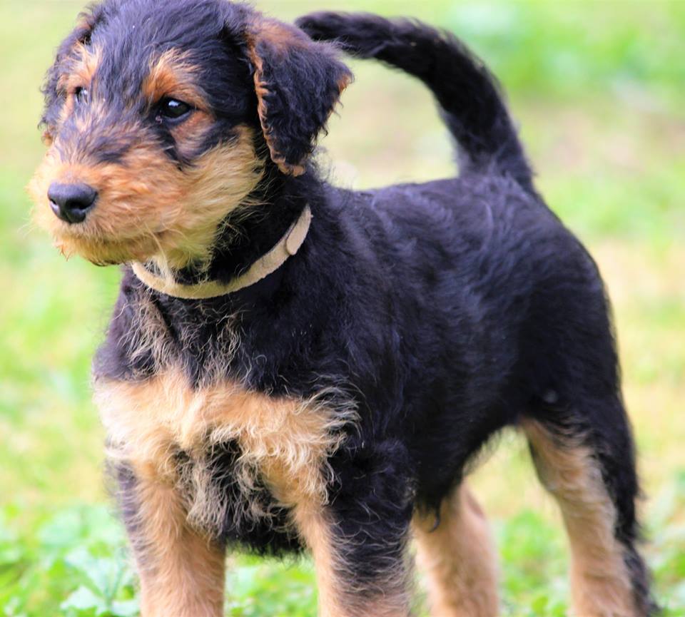 
Precio Airedale Terrier...........<strong>$22,500.00</strong> <br><br>

100% pura raza, registrados todos los papeles en regla se envian a cualquier parte de la Republica.<br><br> 

<li>Contrato de compraventa<br><br></li>


<li>Seguro de vida gratuito por escrito de 5 años que cubre muerte en caso de cuestiones virales</li>
<br><br>

<li>Garantía de Pureza Racial<br><br></li>


<li>Certificado de registro inicial que extiende la Federación Canófila Mexicana donde los cachorros se entregan con tatuaje y microchip<br><br></li>

