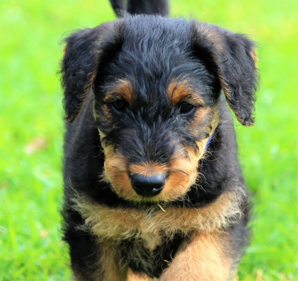 
Precio Airedale Terrier...........<strong>$22,500.00</strong> <br><br>

100% pura raza, registrados todos los papeles en regla se envian a cualquier parte de la Republica.<br><br> 

<li>Contrato de compraventa<br><br></li>


<li>Seguro de vida gratuito por escrito de 5 años que cubre muerte en caso de cuestiones virales</li>
<br><br>

<li>Garantía de Pureza Racial<br><br></li>


<li>Certificado de registro inicial que extiende la Federación Canófila Mexicana donde los cachorros se entregan con tatuaje y microchip<br><br></li>

