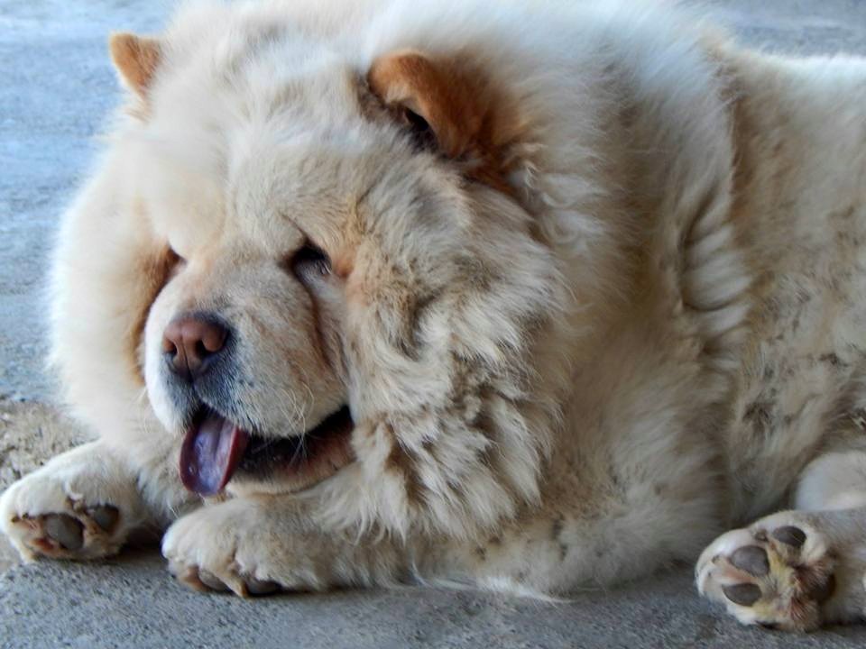 
Precio Chow Chow...........<strong>       $20,500.00  A   $33,000.00    (dependiendo del tamaño y color)</strong> <br><br>


100% pura raza, registrados todos los papeles en regla se envian a cualquier parte de la Republica.<br><br> 

<li>Contrato de compraventa<br><br></li>


<li>Seguro de vida gratuito por escrito de 5 años que cubre muerte en caso de cuestiones virales</li>
<br><br>

<li>Garantía de Pureza Racial<br><br></li>

<li>Certificado de registro inicial que extiende la Federación Canófila Mexicana donde los cachorros se entregan con tatuaje y microchip</li>

