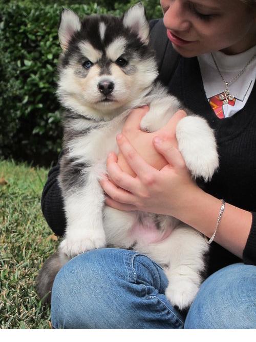 
Precio Siberian husky...........<strong>            $18,500.00  A  $22,000.00  (dependiendo del color)</strong> <br><br>


100% pura raza, registrados todos los papeles en regla se envian a cualquier parte de la Republica.<br><br> 

<li>Contrato de compraventa<br><br></li>


<li>Seguro de vida gratuito por escrito de 5 años que cubre muerte en caso de cuestiones virales</li>
<br><br>

<li>Garantía de Pureza Racial<br><br></li>

<li>Certificado de registro inicial que extiende la Federación Canófila Mexicana donde los cachorros se entregan con tatuaje y microchip</li>

