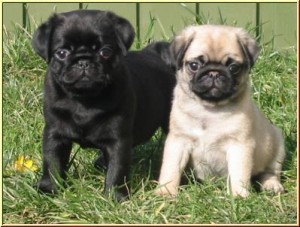 perritos del barro amasado adorables disponibles