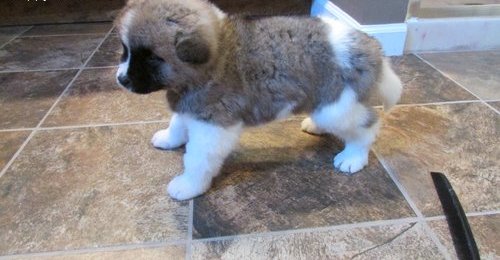 Cachorros akita inu para las ventas.