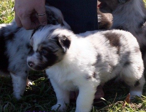 Precio Australian shepherd...........<strong>   $20,000.00  </strong> <br><br>


100% pura raza, registrados todos los papeles en regla se envian a cualquier parte de la Republica.<br><br> 

<li>Contrato de compraventa<br><br></li>


<li>Seguro de vida gratuito por escrito de 5 años que cubre muerte en caso de cuestiones virales</li>
<br><br>

<li>Garantía de Pureza Racial<br><br></li>

<li>Certificado de registro inicial que extiende la Federación Canófila Mexicana donde los cachorros se entregan con tatuaje y microchip</li>