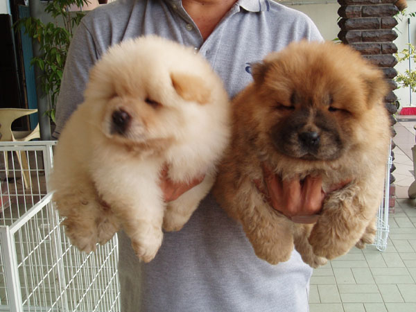 2 macho y hembra Chow Chow cachorros