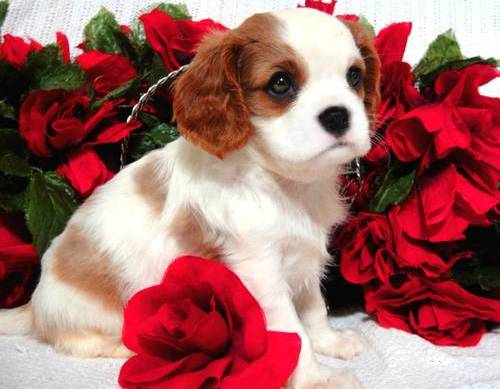 Cachorros Cavalier King Charles Spaniel  para las ventas.