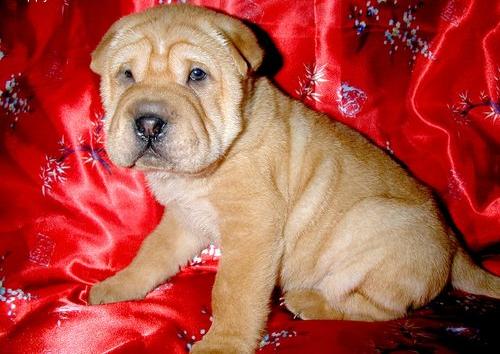  Chinese Shar-Pei  cachorros
<br>
<br> Chinese Shar-Pei  cachorros