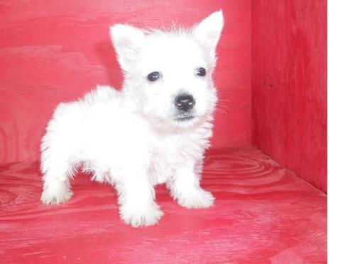 
Precio West highland white terrier...........<strong>$22,000.00</strong> <br><br>


100% pura raza, registrados todos los papeles en regla se envian a cualquier parte de la Republica.<br><br> 

<li>Contrato de compraventa<br><br></li>


<li>Seguro de vida gratuito por escrito de 5 años que cubre muerte en caso de cuestiones virales</li>
<br><br>

<li>Garantía de Pureza Racial<br><br></li>

<li>Certificado de registro inicial que extiende la Federación Canófila Mexicana donde los cachorros se entregan con tatuaje y microchip</li>

