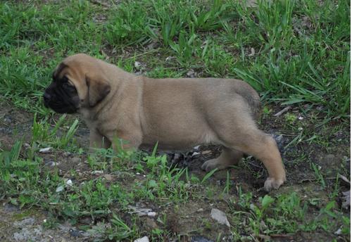 cachorros mastiff 