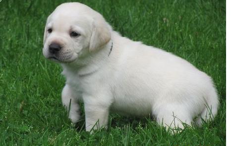 
Precio Labrador Retriever...........<strong>$16,500.00  A   $20,000.00    (dependiendo del color)</strong> <br><br>


100% pura raza, registrados todos los papeles en regla se envian a cualquier parte de la Republica.<br><br> 

<li>Contrato de compraventa<br><br></li>


<li>Seguro de vida gratuito por escrito de 5 años que cubre muerte en caso de cuestiones virales</li>
<br><br>

<li>Garantía de Pureza Racial<br><br></li>

<li>Certificado de registro inicial que extiende la Federación Canófila Mexicana donde los cachorros se entregan con tatuaje y microchip</li>

