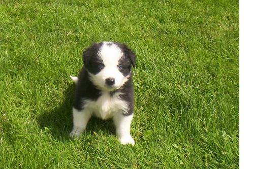  excepcional camada border collie