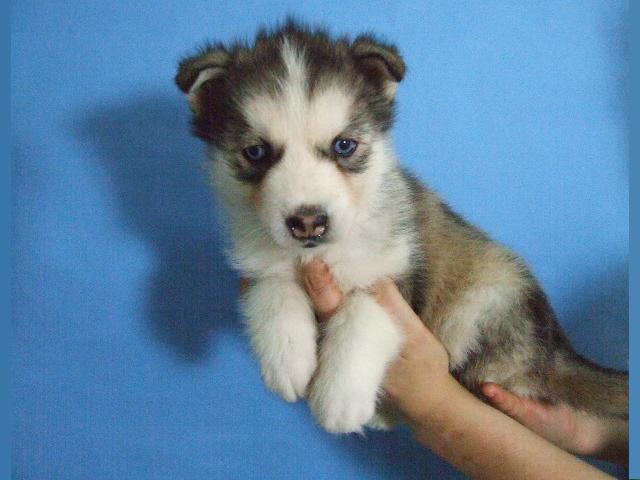 
Precio Siberian husky...........<strong>            $18,500.00  A  $22,000.00  (dependiendo del color)</strong> <br><br>


100% pura raza, registrados todos los papeles en regla se envian a cualquier parte de la Republica.<br><br> 

<li>Contrato de compraventa<br><br></li>


<li>Seguro de vida gratuito por escrito de 5 años que cubre muerte en caso de cuestiones virales</li>
<br><br>

<li>Garantía de Pureza Racial<br><br></li>

<li>Certificado de registro inicial que extiende la Federación Canófila Mexicana donde los cachorros se entregan con tatuaje y microchip</li>

