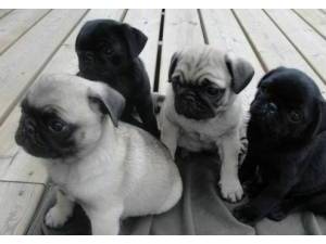 Los varones y las hembras originales cervatillo y Cachorros Pug negro para que