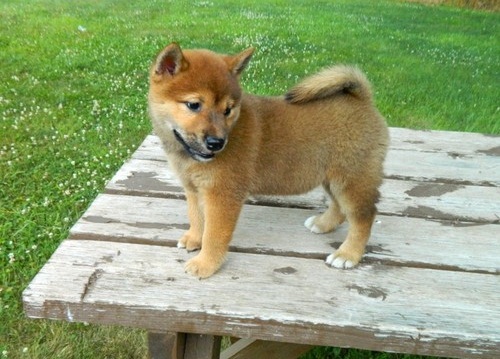 Shiba Inu cachorros para su aprobación.