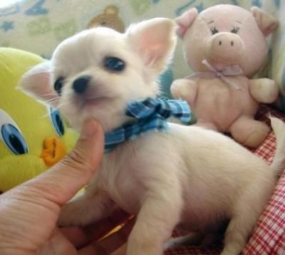 
Precio Chihuahua...........<strong>     $16,500.00  A   $20,000.00    (dependiendo del tamaño y color)</strong> <br><br>


100% pura raza, registrados todos los papeles en regla se envian a cualquier parte de la Republica.<br><br> 

<li>Contrato de compraventa<br><br></li>


<li>Seguro de vida gratuito por escrito de 5 años que cubre muerte en caso de cuestiones virales</li>
<br><br>

<li>Garantía de Pureza Racial<br><br></li>

<li>Certificado de registro inicial que extiende la Federación Canófila Mexicana donde los cachorros se entregan con tatuaje y microchip</li>

