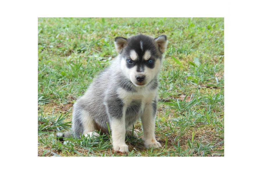 
Precio Siberian husky...........<strong>            $18,500.00  A  $22,000.00  (dependiendo del color)</strong> <br><br>


100% pura raza, registrados todos los papeles en regla se envian a cualquier parte de la Republica.<br><br> 

<li>Contrato de compraventa<br><br></li>


<li>Seguro de vida gratuito por escrito de 5 años que cubre muerte en caso de cuestiones virales</li>
<br><br>

<li>Garantía de Pureza Racial<br><br></li>

<li>Certificado de registro inicial que extiende la Federación Canófila Mexicana donde los cachorros se entregan con tatuaje y microchip</li>

