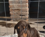 Hermosos cachorritos doberman sepias y golondrinos. De dos meses de edad.