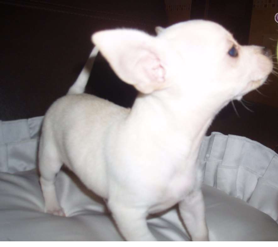 
Precio Chihuahua...........<strong>     $16,500.00  A   $20,000.00    (dependiendo del tamaño y color)</strong> <br><br>


100% pura raza, registrados todos los papeles en regla se envian a cualquier parte de la Republica.<br><br> 

<li>Contrato de compraventa<br><br></li>


<li>Seguro de vida gratuito por escrito de 5 años que cubre muerte en caso de cuestiones virales</li>
<br><br>

<li>Garantía de Pureza Racial<br><br></li>

<li>Certificado de registro inicial que extiende la Federación Canófila Mexicana donde los cachorros se entregan con tatuaje y microchip</li>

