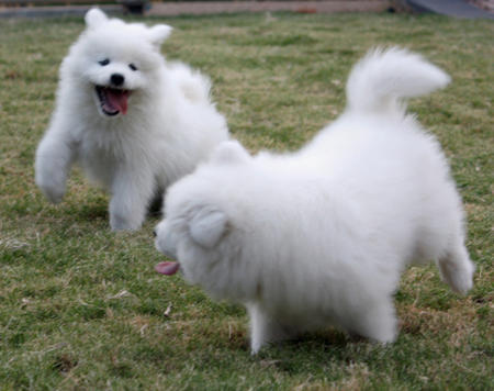 
Precio Samoyedo...........<strong>$35,000.00</strong> <br><br>


100% pura raza, registrados todos los papeles en regla se envian a cualquier parte de la Republica.<br><br> 

<li>Contrato de compraventa<br><br></li>


<li>Seguro de vida gratuito por escrito de 5 años que cubre muerte en caso de cuestiones virales</li>
<br><br>

<li>Garantía de Pureza Racial<br><br></li>

<li>Certificado de registro inicial que extiende la Federación Canófila Mexicana donde los cachorros se entregan con tatuaje y microchip</li>

