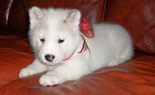 
Precio Siberian husky...........<strong>            $18,500.00  A  $22,000.00  (dependiendo del color)</strong> <br><br>


100% pura raza, registrados todos los papeles en regla se envian a cualquier parte de la Republica.<br><br> 

<li>Contrato de compraventa<br><br></li>


<li>Seguro de vida gratuito por escrito de 5 años que cubre muerte en caso de cuestiones virales</li>
<br><br>

<li>Garantía de Pureza Racial<br><br></li>

<li>Certificado de registro inicial que extiende la Federación Canófila Mexicana donde los cachorros se entregan con tatuaje y microchip</li>

