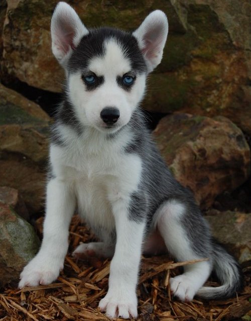 
Precio Siberian husky...........<strong>            $18,500.00  A  $22,000.00  (dependiendo del color)</strong> <br><br>


100% pura raza, registrados todos los papeles en regla se envian a cualquier parte de la Republica.<br><br> 

<li>Contrato de compraventa<br><br></li>


<li>Seguro de vida gratuito por escrito de 5 años que cubre muerte en caso de cuestiones virales</li>
<br><br>

<li>Garantía de Pureza Racial<br><br></li>

<li>Certificado de registro inicial que extiende la Federación Canófila Mexicana donde los cachorros se entregan con tatuaje y microchip</li>

