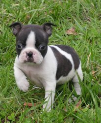 
Precio Bulldog...........<strong>   $35,000.00  A   $60,000.00    (dependiendo la calidad)</strong> <br><br>


100% pura raza, registrados todos los papeles en regla se envian a cualquier parte de la Republica.<br><br> 

<li>Contrato de compraventa<br><br></li>


<li>Seguro de vida gratuito por escrito de 5 años que cubre muerte en caso de cuestiones virales</li>
<br><br>

<li>Garantía de Pureza Racial<br><br></li>

<li>Certificado de registro inicial que extiende la Federación Canófila Mexicana donde los cachorros se entregan con tatuaje y microchip</li>


