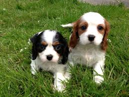 Cavalier rey charles cachorros