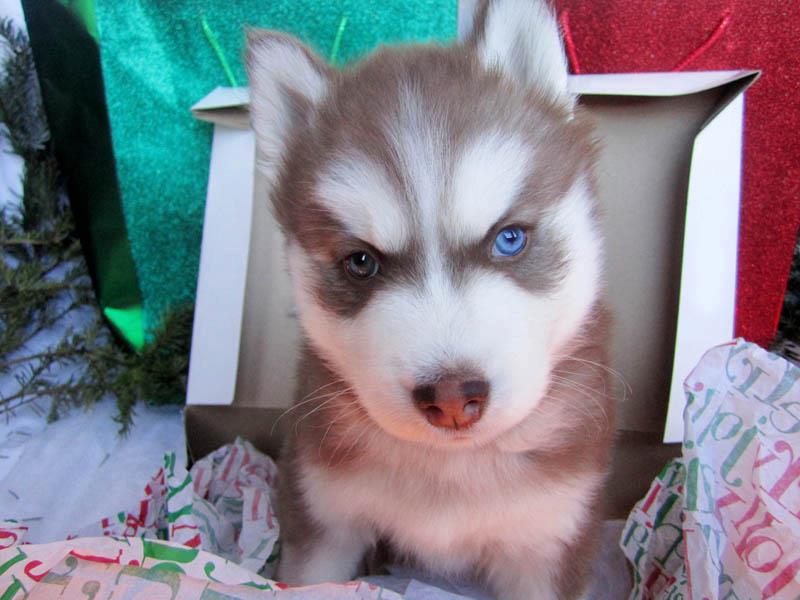 
Precio Siberian husky...........<strong>            $18,500.00  A  $22,000.00  (dependiendo del color)</strong> <br><br>


100% pura raza, registrados todos los papeles en regla se envian a cualquier parte de la Republica.<br><br> 

<li>Contrato de compraventa<br><br></li>


<li>Seguro de vida gratuito por escrito de 5 años que cubre muerte en caso de cuestiones virales</li>
<br><br>

<li>Garantía de Pureza Racial<br><br></li>

<li>Certificado de registro inicial que extiende la Federación Canófila Mexicana donde los cachorros se entregan con tatuaje y microchip</li>

